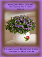 Персидская фиалка Экзакум Принцесса в темно синем