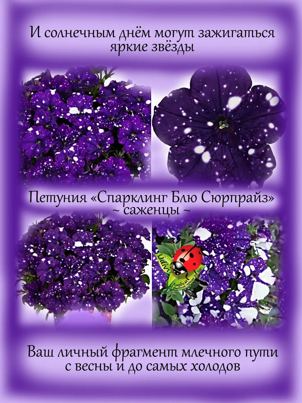Петуния Спарклинг Блю Сюрпрайз звездное небо