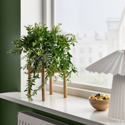 IKEA AESCHYNANTHUS  (ИКЕА АЕШИНАНТХУС)  -  Растение в горшке - Эсхинантус 15 см