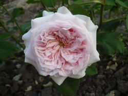 Клероуз (Claire Rose)