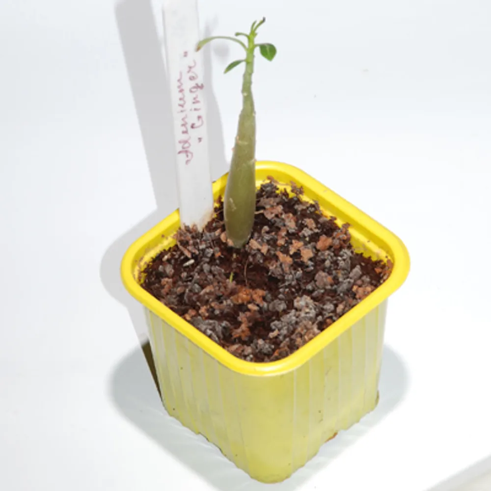 Adenium Obesum Ginger #2