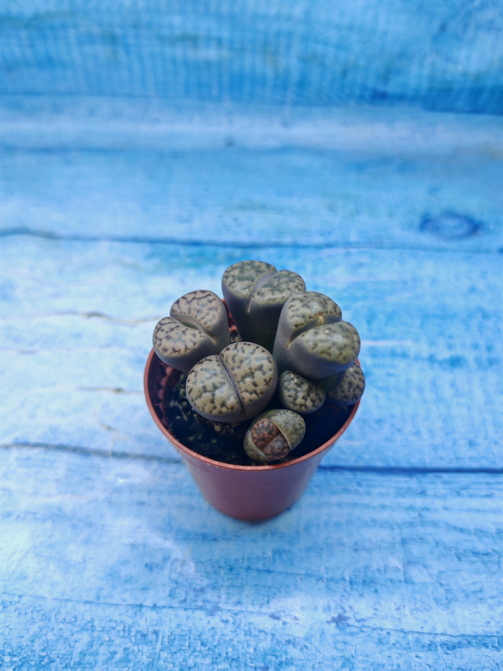 Lithops sp. (Литопсы)
