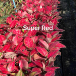 Аглаонема SUPER RED