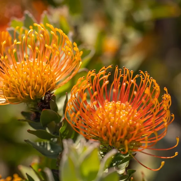 Протея Leucospermum catherinae семена 2 шт