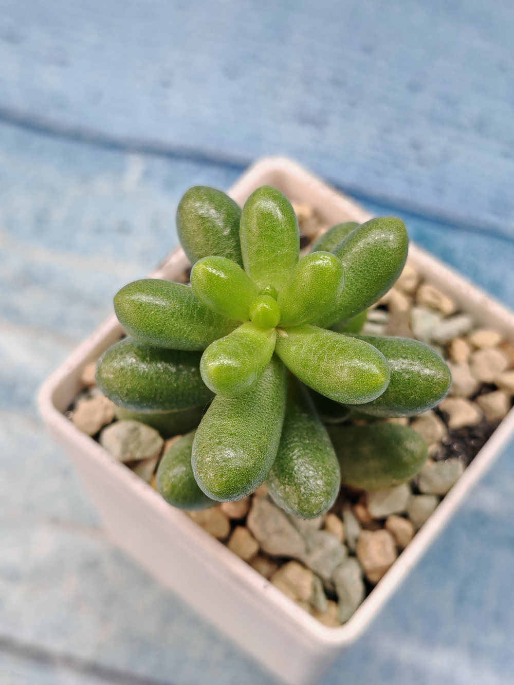 Sedum Hernandezii (Седум)