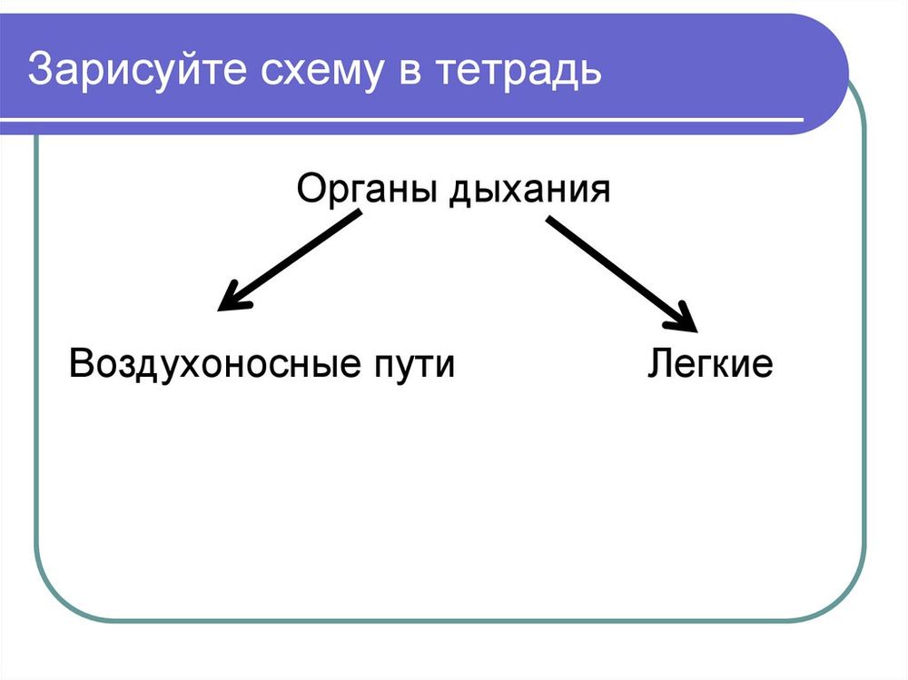 Дыхательная трубка (воздуховод) — купить по ФГОС | Учебный стандарт