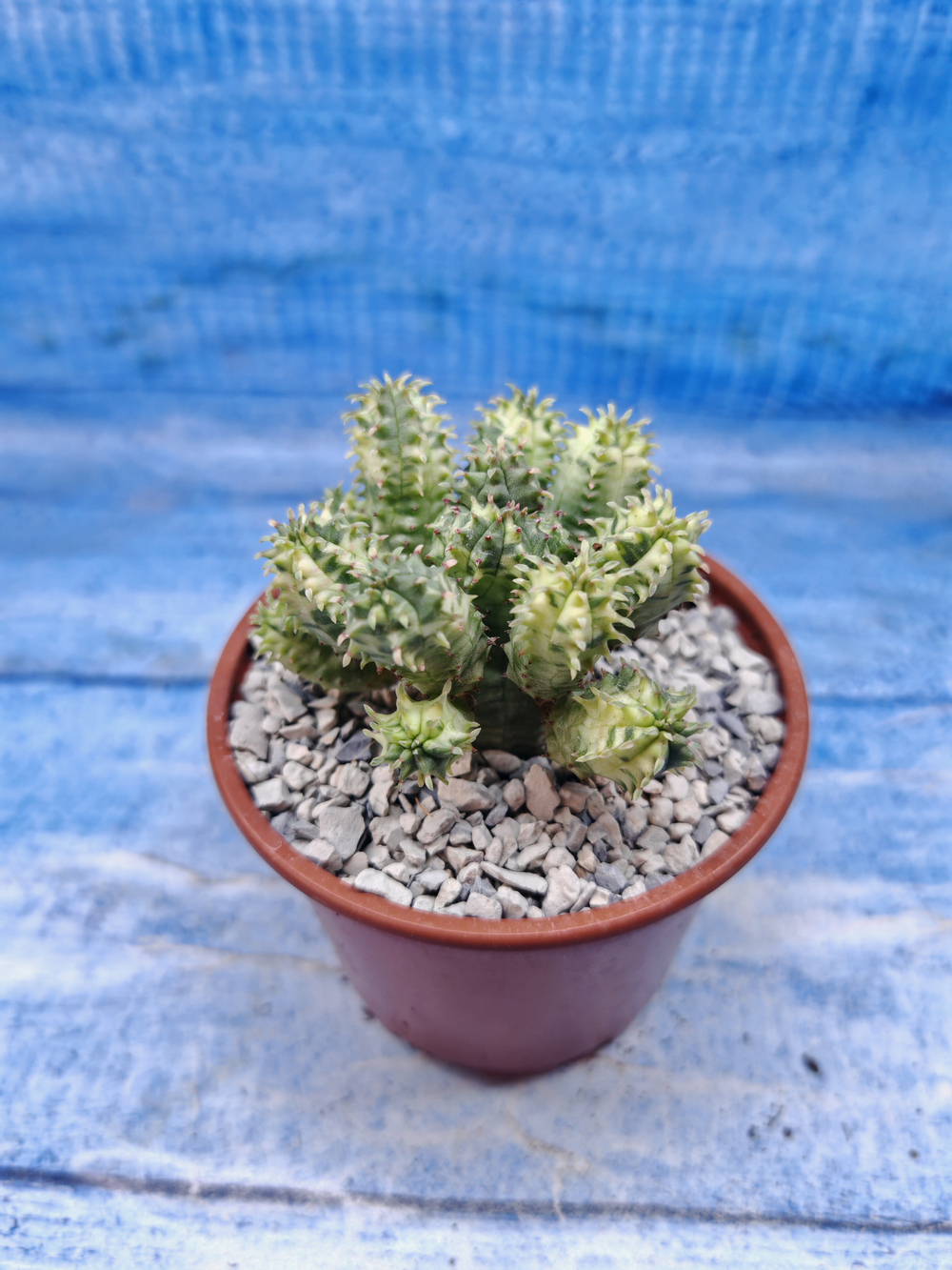 Euphorbia Pseudoglobosa variagate (Эуфорбия)