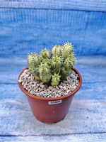 Euphorbia Pseudoglobosa variagate (Эуфорбия)