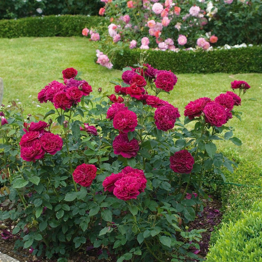 Дарси Басселл (Darcey Bussell)