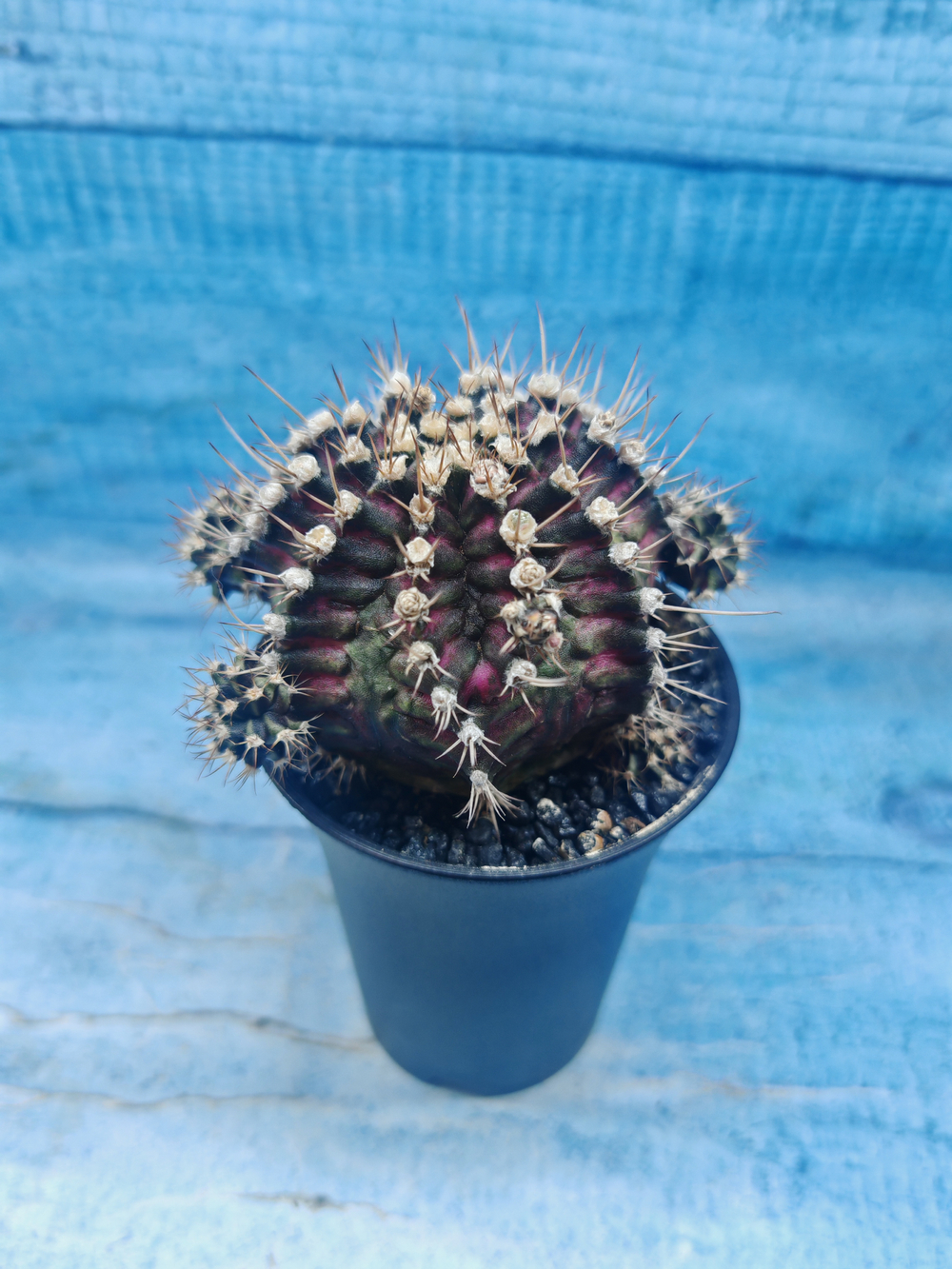 Gymnocalycium T-Rex Pink hybrid (Гимнокалициум T-rex)