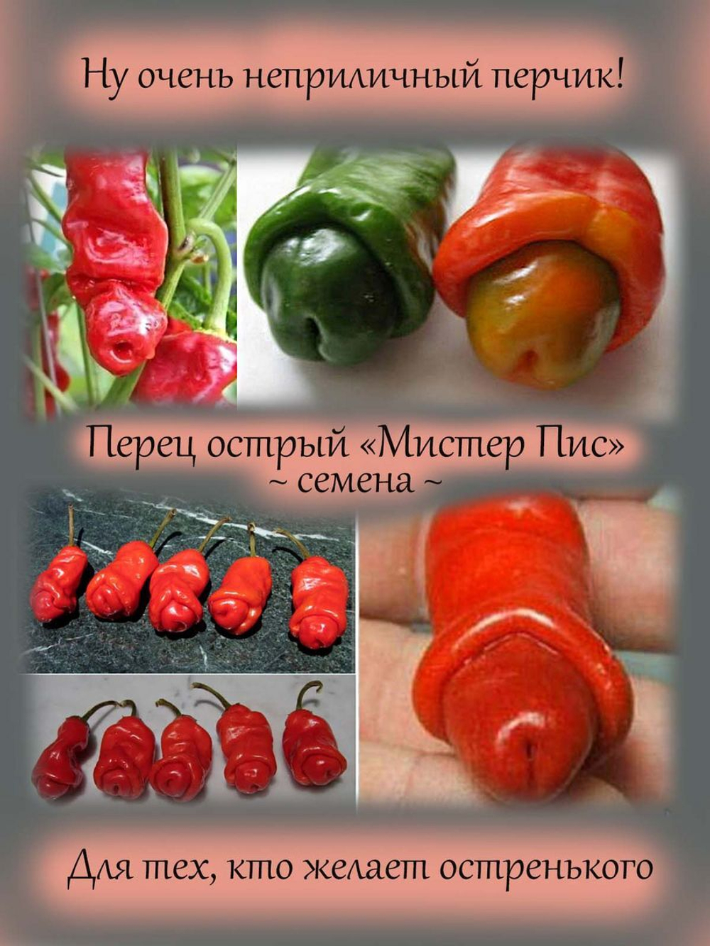 Перец Мистер Пис, Чилли Вилли Petr Pepper