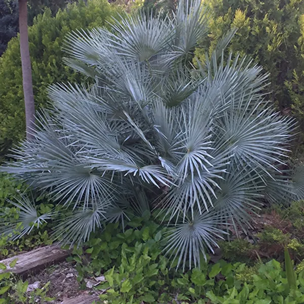 Хамеропс приземистый cerifera (Chamaerops humilis var. cerifera) семена 3 шт