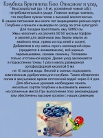Голубика Бригитта Блю