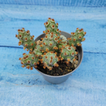 Tephrocactus Molinensis Red Glochids (Тефрокактус)