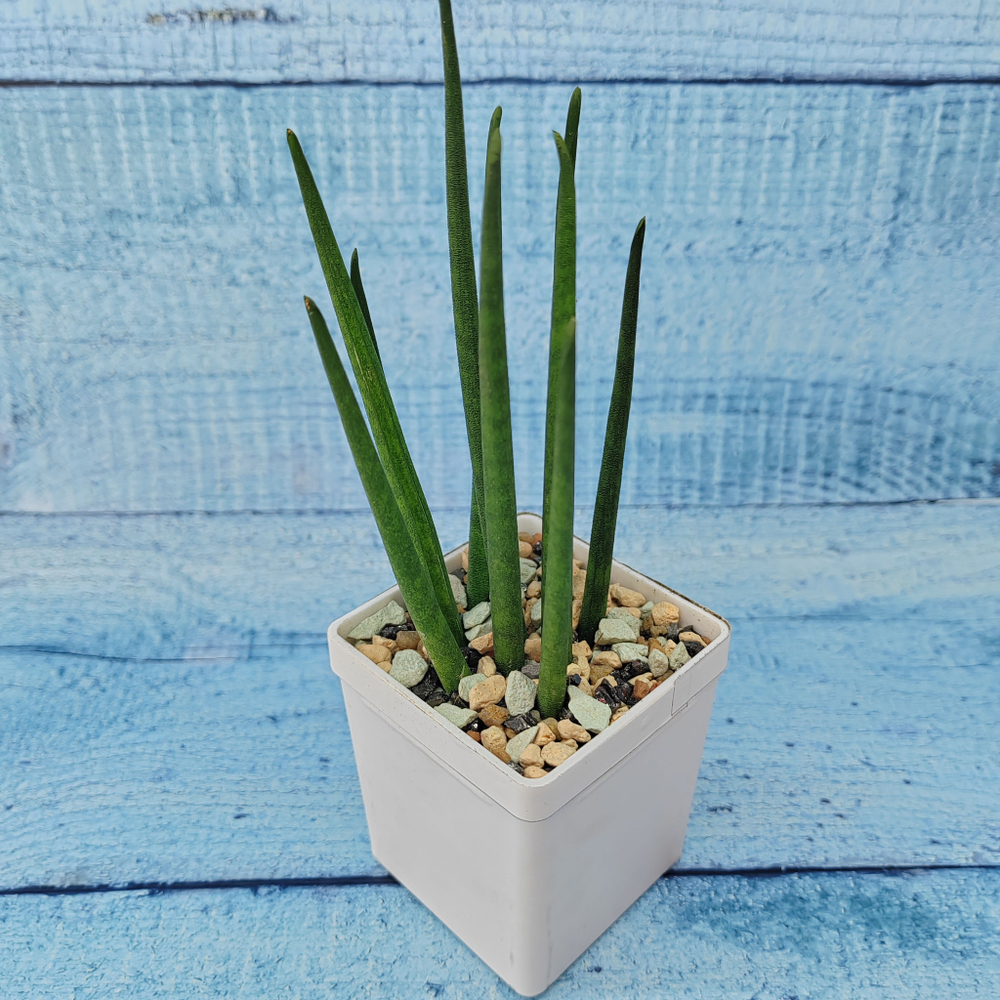 Sansevieria Fernwood Mikado (Сансевиерия)