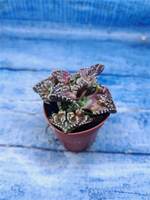 Faucaria Tuberculosa (Фаукария)