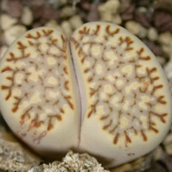 Литопс (C259 Lithops julii ssp. fulleri v. fulleri) живые камни семена