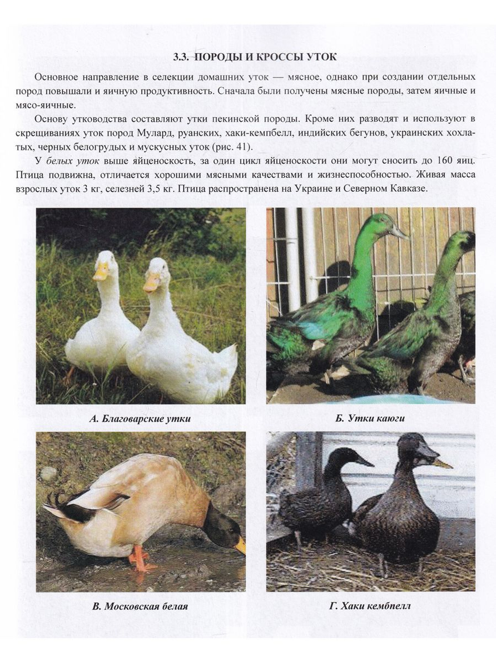 Фермерское и приусадебное птицеводство