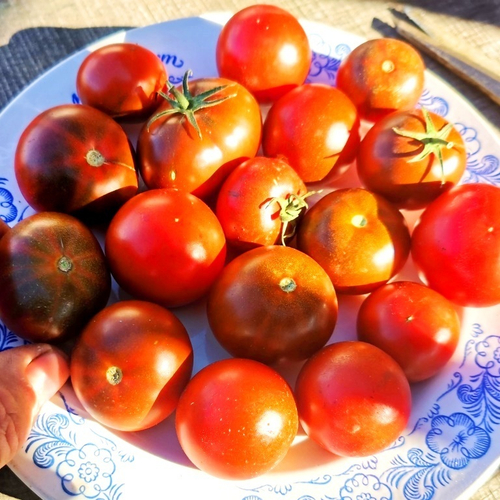 Помидоры Брауни Шоколадно-Вишнёвое Пироженое - Chocolate Cherry Brownie Tomato