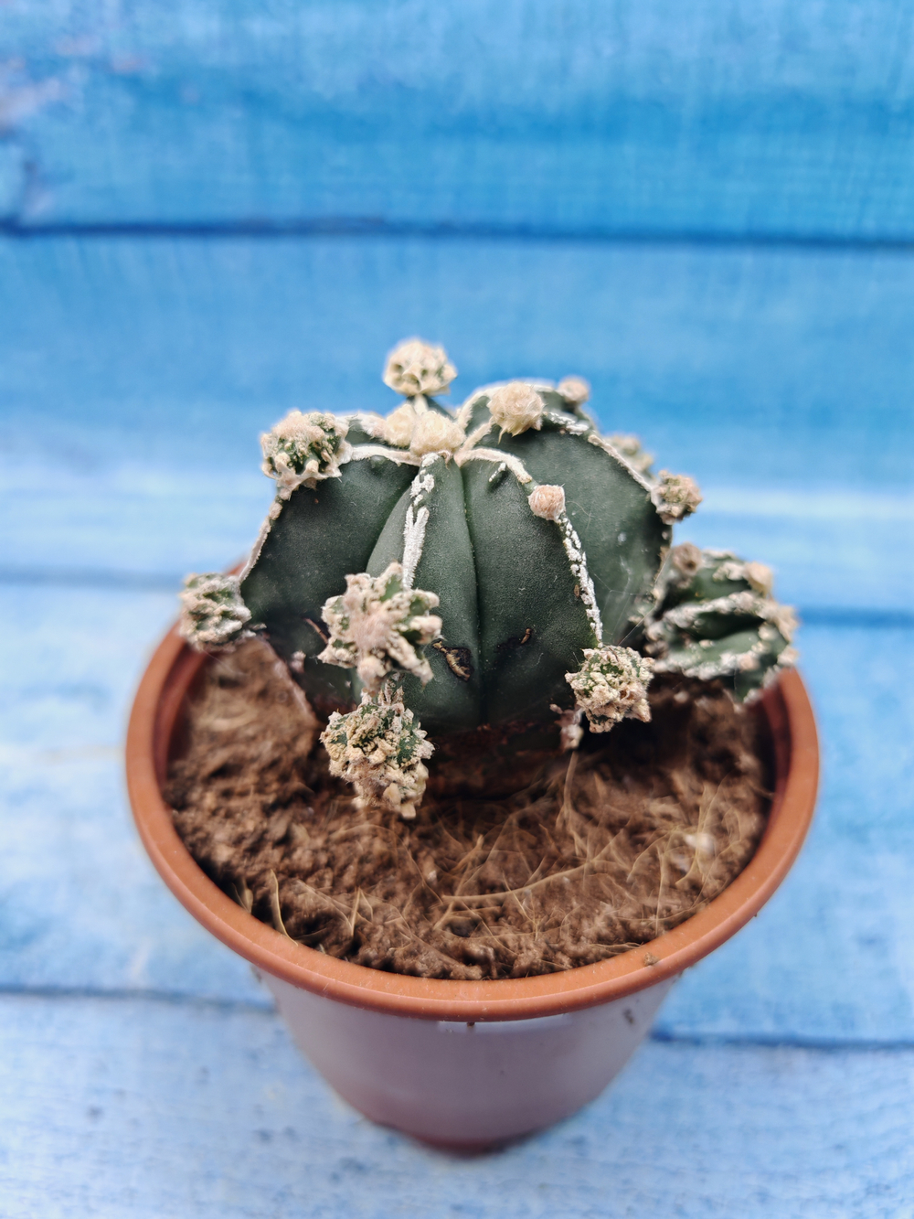 Astrophytum Myriostigma "Hakujo Fukuryu" (Астрофитум)