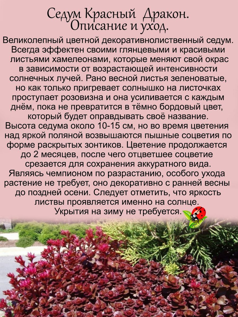 Седум-хамелеон очиток Кровь дракона многолетник