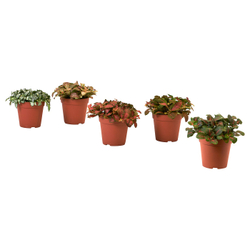 IKEA HYPOESTES  (ИКЕА ХИПОЕСТЕС)  -  Растение в горшке - Гипоэстес пятнистый/разные цвета 12 см