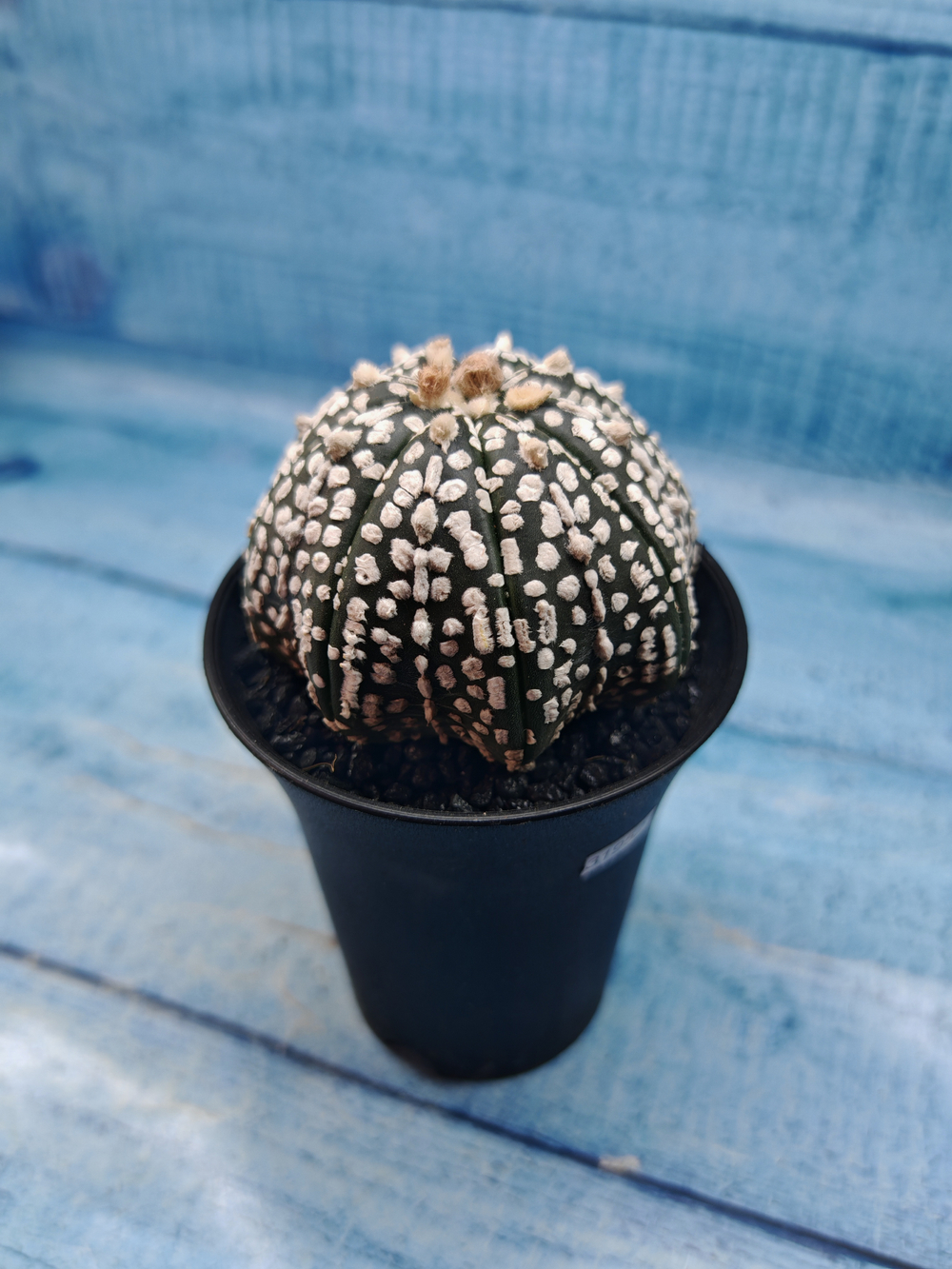 Astrophytum Asterias (Астрофитум)