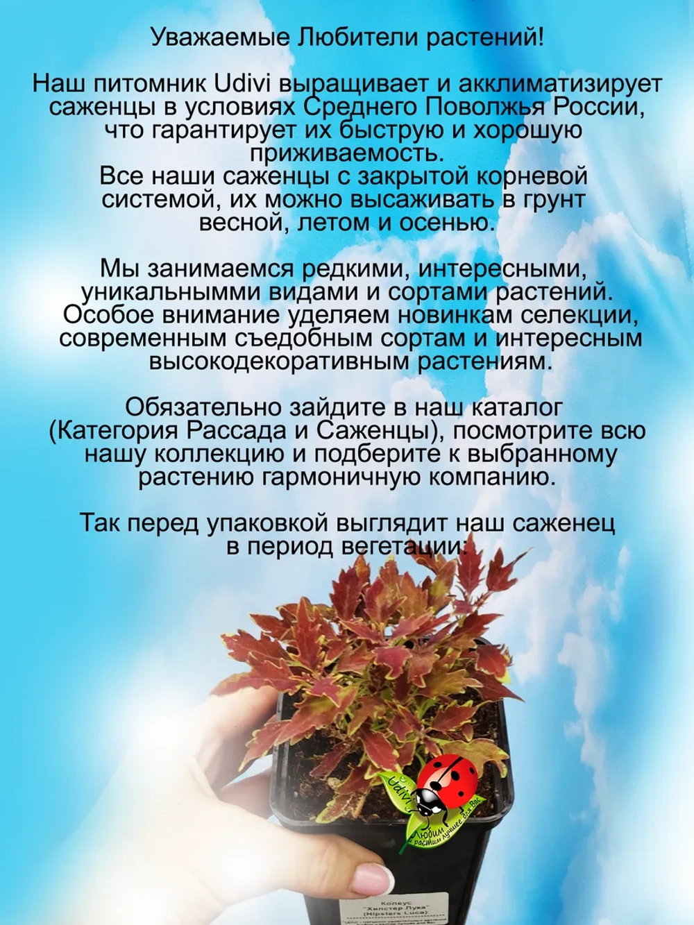 Колеус Хипстер Лука