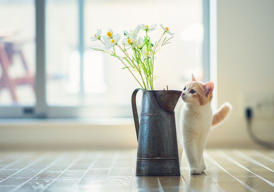 Весенняя подборка для кошек