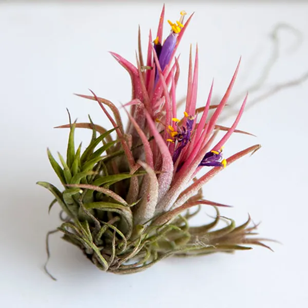 Тилландсия фиалкоцветковая (Tillandsia Ionantha)