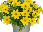 Биденс Eldoro compact yellow