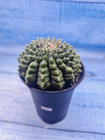 Gymnocalycium Spineless (Гимнокалициум)
