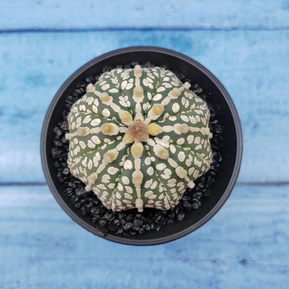 Astrophytum Asterias (Астрофитум)
