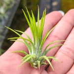 Тилландсия ionantha Fuego Thin S