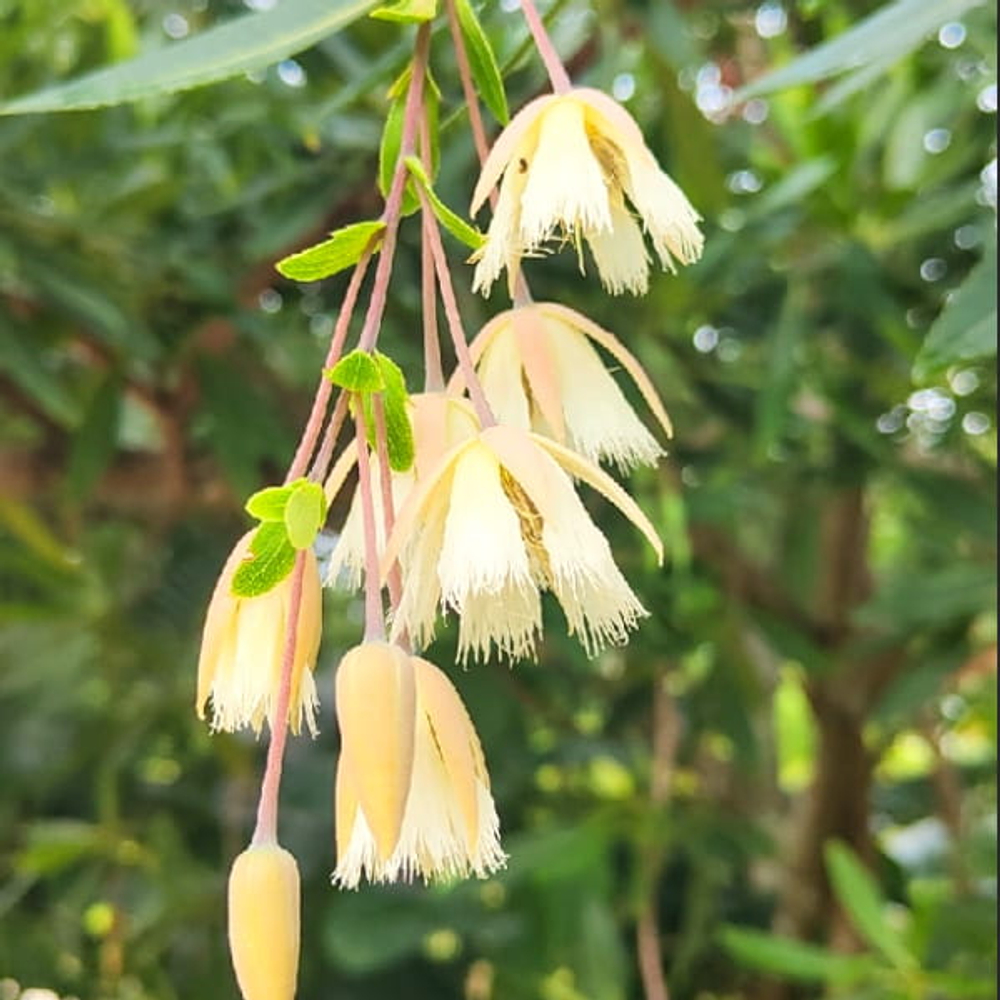 Элеокарпус крупноцветковый – Elaeocarpus grandiflorus (65)