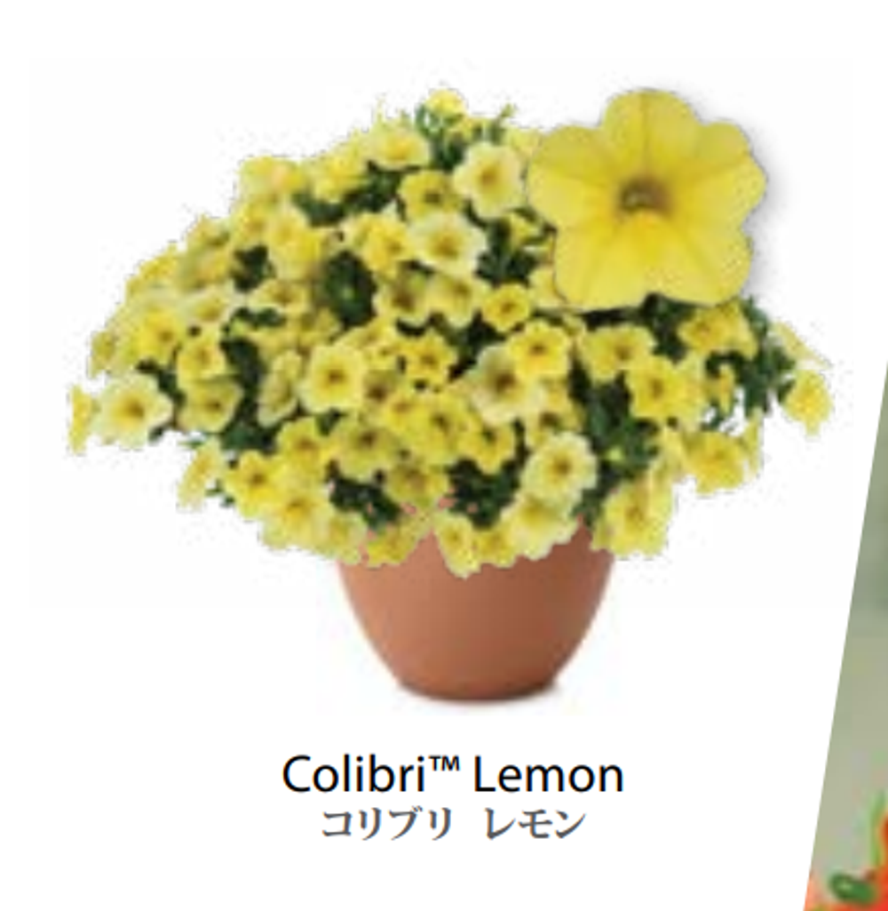 ЕВРО Calibrachoa Colibri Lemon укорененный черенок ЕВРО