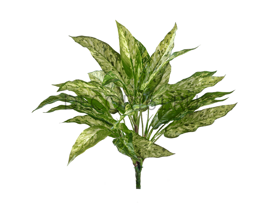 Аглаонема зелёно-жёлтая куст в-40 см (30 листов) (Sensitive Botanic) 12/96 20.1121N
