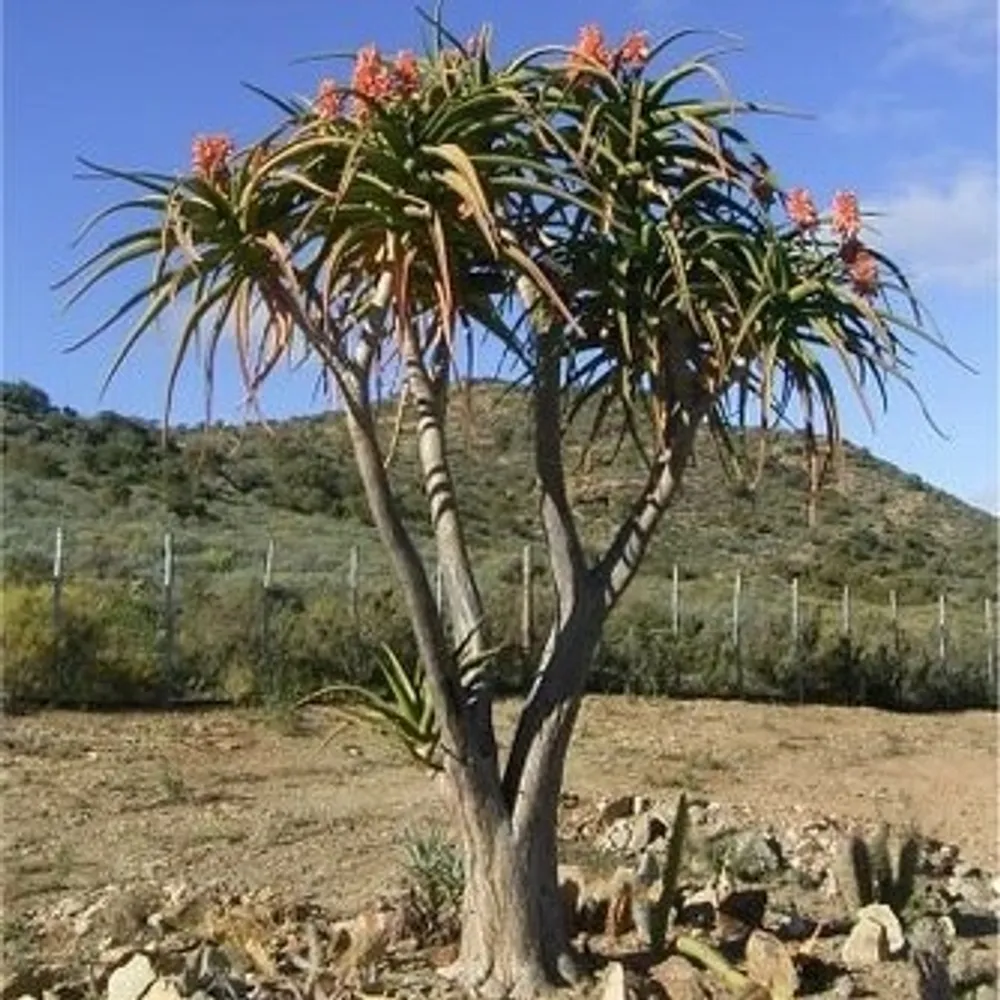 Алоэ Барбер (Aloe barberae) — семена, 3 шт.