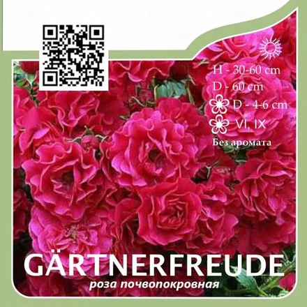 Роза почвопокровная "Gärtnerfreude"
