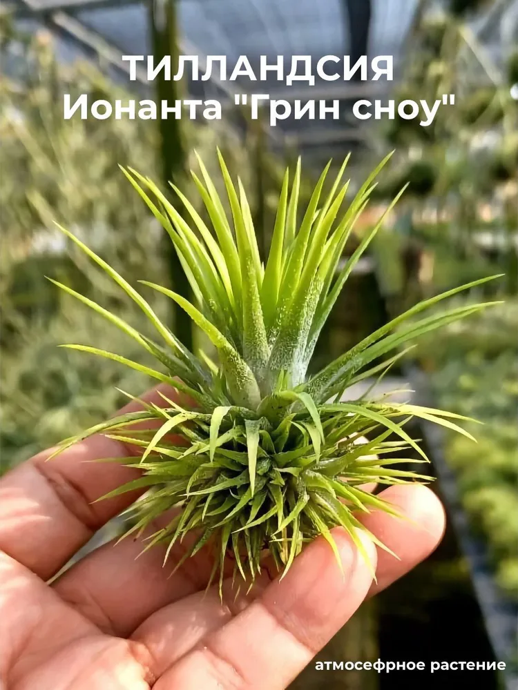 Тилландсия Ионанта грин сноу Ionantha green snow