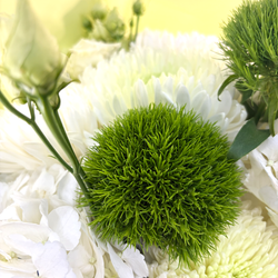Хризантемы и гортензии Lime and White