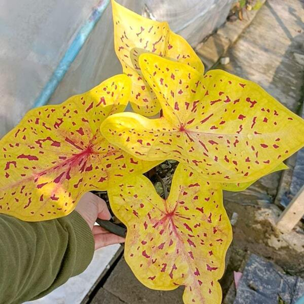 Каладиум LUEANG SUREE CHAN