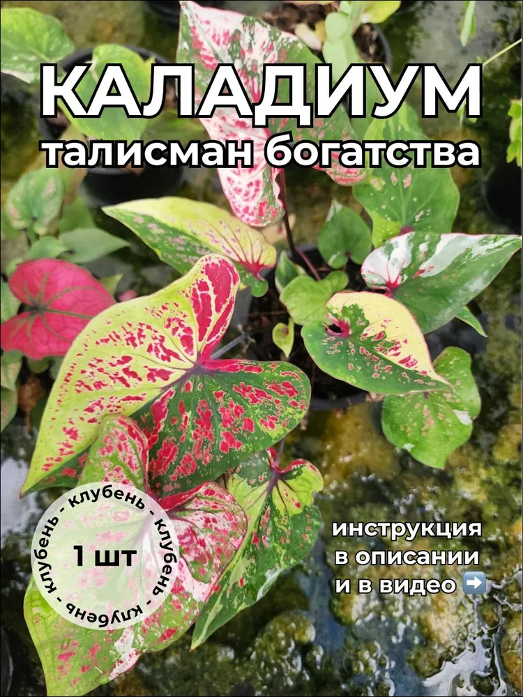 Каладиум Талисман богатства клубень