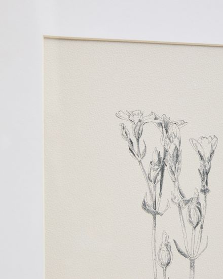 Картина Lirena с ботанической иллюстрацией 50 x 70 см