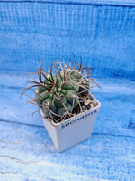 Gymnocalycium Saglionis 2 head (Гимнокалициум Сальо)