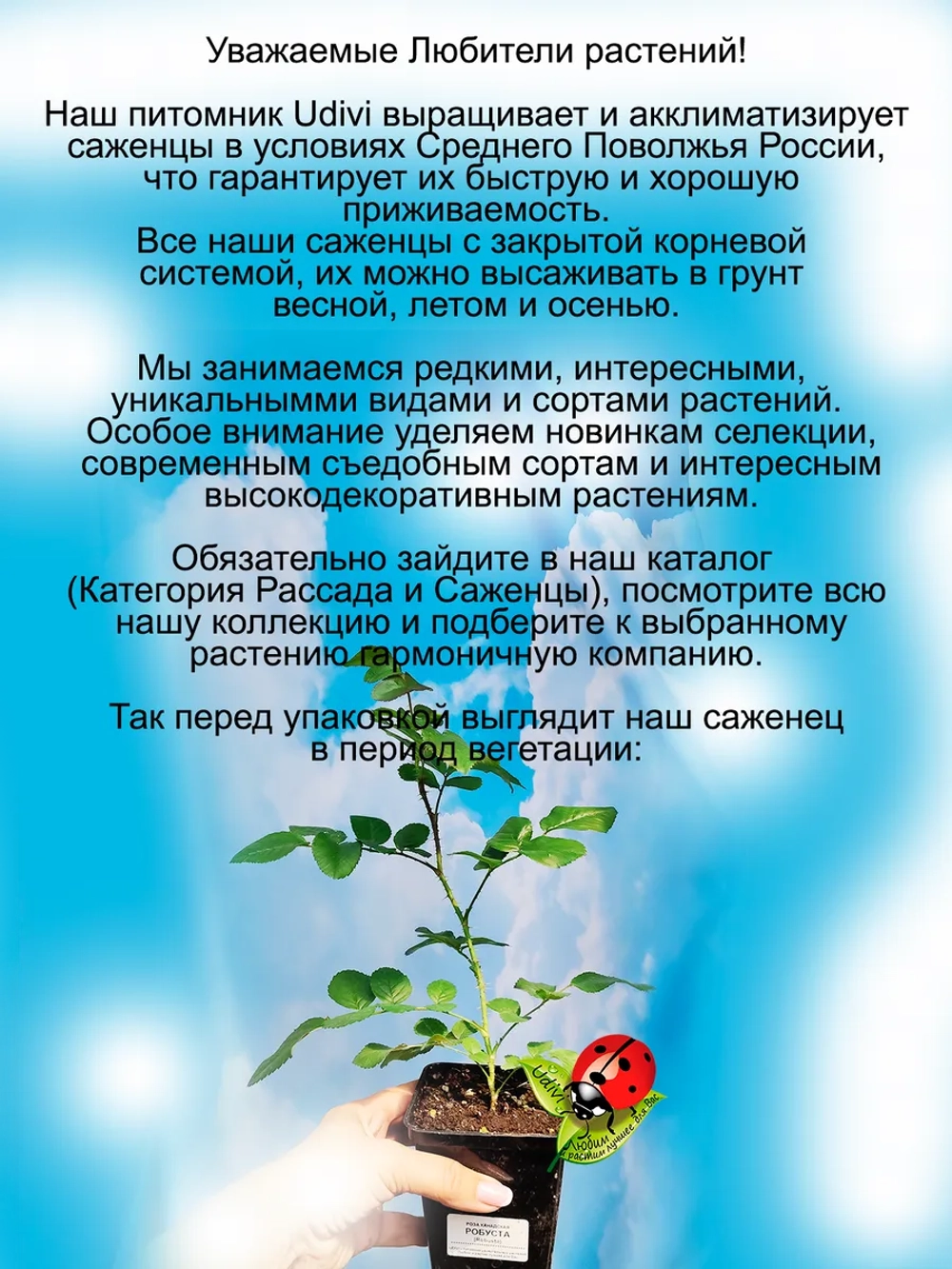 Роза Робуста неукрывная постоянноцветущая
