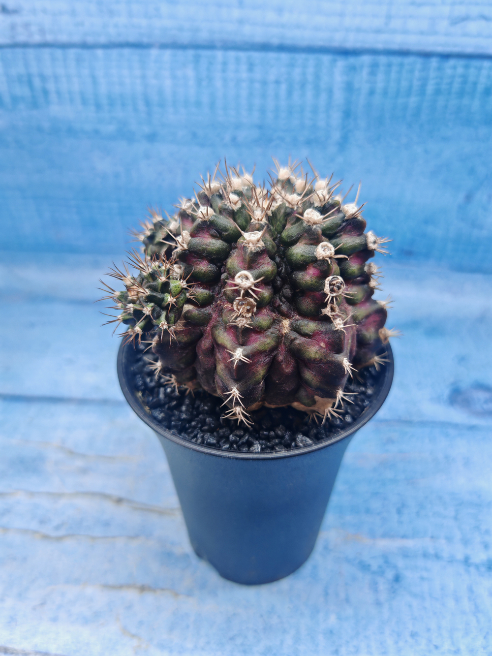 Gymnocalycium T-Rex Pink hybrid (Гимнокалициум)
