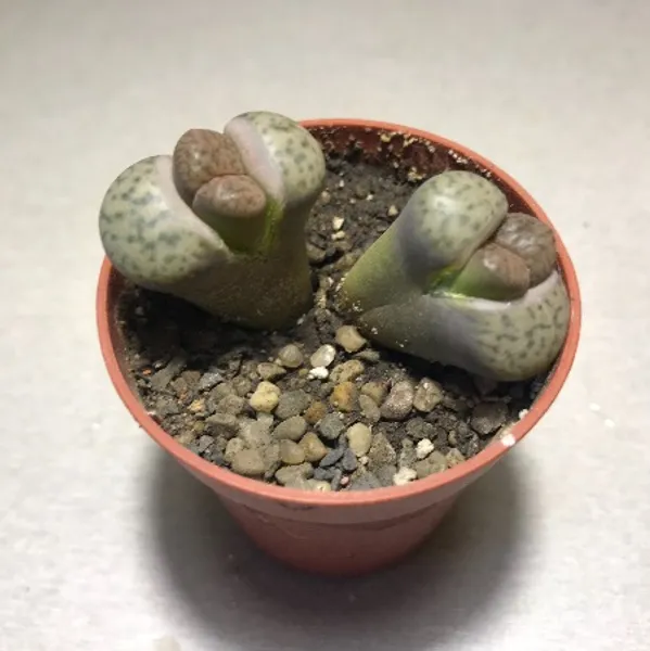 Литопс (C-042, MG560 Lithops bromfieldii v. insularis) растение