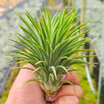 Тилландсия ionantha Monkey Tail L