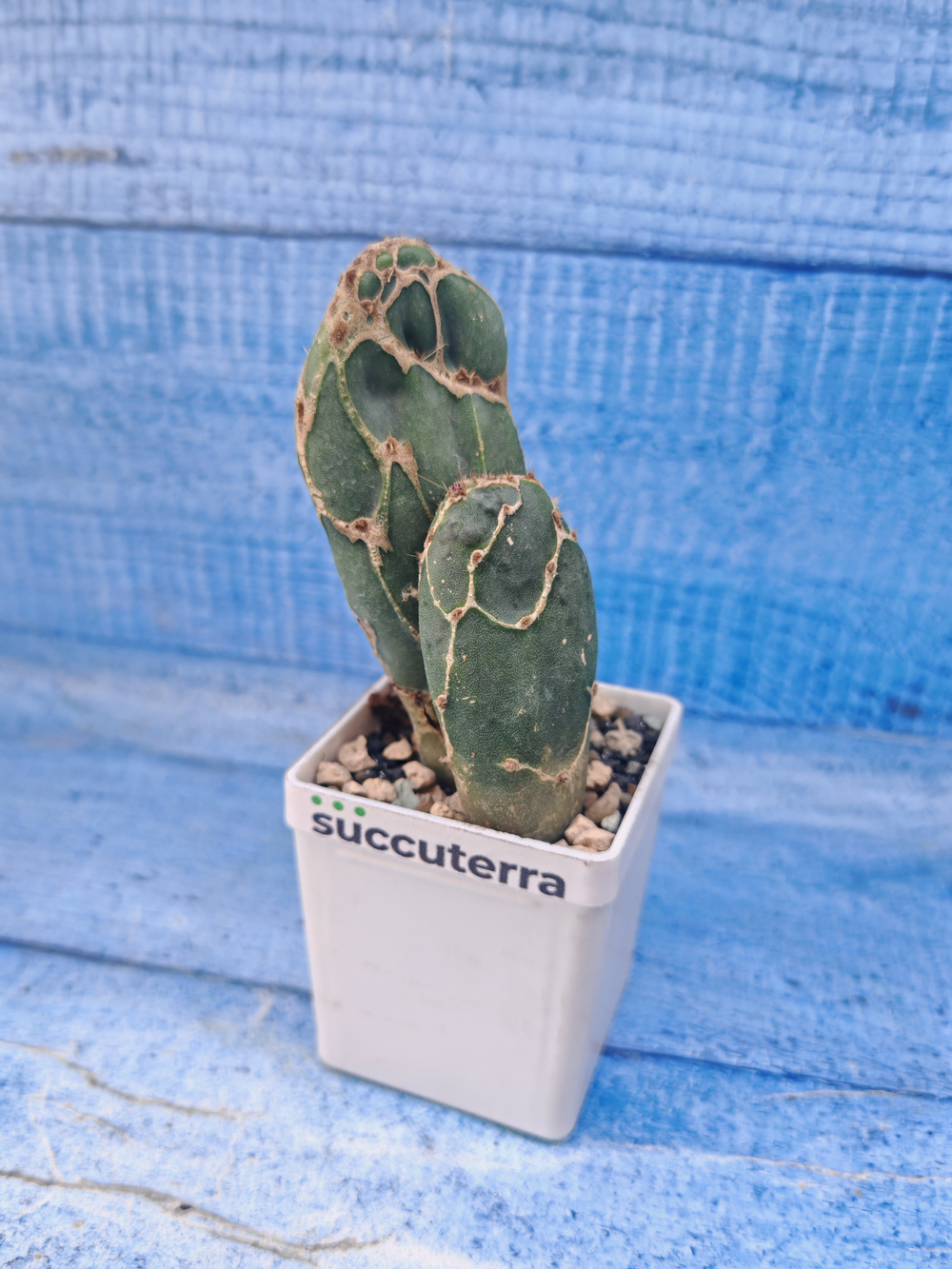 Opuntia Reticulata Cobra (Опунция)